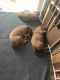 Irish Setter Puppies for sale in 2 Dinkle Ct, Edgewood, NM 87015, USA. price: NA
