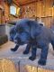 Irish Setter Puppies for sale in Mt Pleasant, UT 84647, USA. price: $400