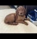 Irish Setter Puppies for sale in Highlands Ranch, CO, USA. price: $1,500