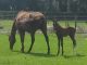 Irish Sport Horse Horses for sale in Reddick, FL 32686, USA. price: $12,500