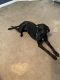 Irish Staffordshire Bull Terrier Puppies for sale in Calhoun, GA 30701, USA. price: $650