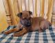 Irish Terrier Puppies for sale in Waterloo, NY 13165, USA. price: $600