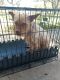 Irish Terrier Puppies for sale in 9704 Big Geronimo St, San Antonio, TX 78254, USA. price: $150