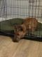 Irish Terrier Puppies for sale in Downey, CA, USA. price: NA