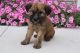 Irish Terrier Puppies for sale in Canton, OH, USA. price: NA