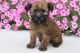 Irish Terrier Puppies for sale in Canton, OH, USA. price: NA