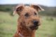 Irish Terrier Puppies for sale in United States. price: NA