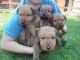 Irish Terrier Puppies for sale in Los Angeles, CA, USA. price: $600
