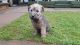 Irish Terrier Puppies for sale in England, AR 72046, USA. price: $600