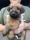 Irish Terrier Puppies for sale in Merrick, NY, USA. price: $500