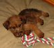 Irish Terrier Puppies for sale in Pottsboro, TX 75076, USA. price: $650