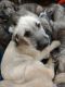 Irish Wolfhound Puppies for sale in Wingdale, NY 12594, USA. price: $1,200