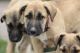Irish Wolfhound Puppies for sale in Pullman, WA 99163, USA. price: $500