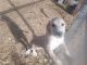 Irish Wolfhound Puppies for sale in Reno, NV, USA. price: $50,000