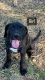 Irish Wolfhound Puppies for sale in Marsden QLD 4132, Australia. price: $700