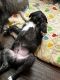 Irish Wolfhound Puppies for sale in Pittsburgh, Pennsylvania. price: $2,000