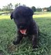 Irish Wolfhound Puppies for sale in Basile, LA 70515, USA. price: $2,400