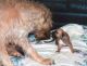 Irish Wolfhound Puppies for sale in Indianapolis, IN, USA. price: NA