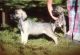 Irish Wolfhound Puppies for sale in New York, NY, USA. price: NA
