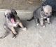 Irish Wolfhound Puppies for sale in San Diego, CA, USA. price: NA
