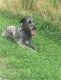 Irish Wolfhound Puppies for sale in Burlington, KY 41005, USA. price: NA