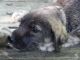 Irish Wolfhound Puppies for sale in Crooksville, OH 43731, USA. price: NA