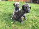 Irish Wolfhound Puppies for sale in Edison, NJ, USA. price: NA