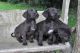 Irish Wolfhound Puppies for sale in Baton Rouge, LA, USA. price: NA