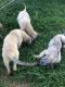 Irish Wolfhound Puppies for sale in Garrett, IN, USA. price: NA