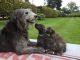 Irish Wolfhound Puppies for sale in Dallas, TX, USA. price: NA