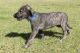 Irish Wolfhound Puppies for sale in New York, NY, USA. price: $400