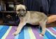 Irish Wolfhound Puppies for sale in Houston, TX, USA. price: NA