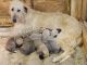Irish Wolfhound Puppies for sale in Blackfoot, ID 83221, USA. price: $2,000