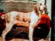 Irish Wolfhound Puppies for sale in Live Oak, FL, USA. price: $950
