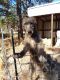Irish Wolfhound Puppies for sale in Lookout, CA 96054, USA. price: $1,700