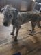 Irish Wolfhound Puppies for sale in Henderson, TN 38340, USA. price: $800
