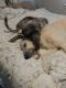 Irish Wolfhound Puppies for sale in Davison, MI 48423, USA. price: NA