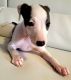 Italian Greyhound Puppies for sale in Bronx, NY, USA. price: NA