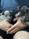 Italian Greyhound Puppies for sale in Oklahoma City, OK, USA. price: NA