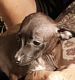 Italian Greyhound Puppies for sale in Kirbyville, MO 65679, USA. price: $850