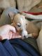 Italian Greyhound Puppies for sale in Milford, OH, USA. price: $700