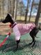 Italian Greyhound Puppies for sale in 20426 White Oak Dr, Sterling, VA 20165, USA. price: NA