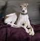 Italian Greyhound Puppies for sale in Tulare, CA 93274, USA. price: $800