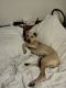 Italian Greyhound Puppies for sale in PT ORANGE, FL 32127, USA. price: $380