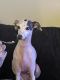 Italian Greyhound Puppies for sale in 1450 E League City Pkwy, League City, TX 77573, USA. price: $1,000