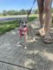 Italian Greyhound Puppies for sale in Toms River, NJ, USA. price: $2,500