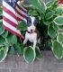 Italian Greyhound Puppies for sale in Franklin, TN, USA. price: $3,000