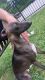 Italian Greyhound Puppies for sale in Hanover, MD 21076, USA. price: $2,000