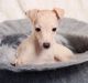 Italian Greyhound Puppies for sale in Los Angeles, CA, USA. price: $1,100