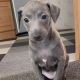 Italian Greyhound Puppies for sale in Los Angeles, CA, USA. price: $1,100